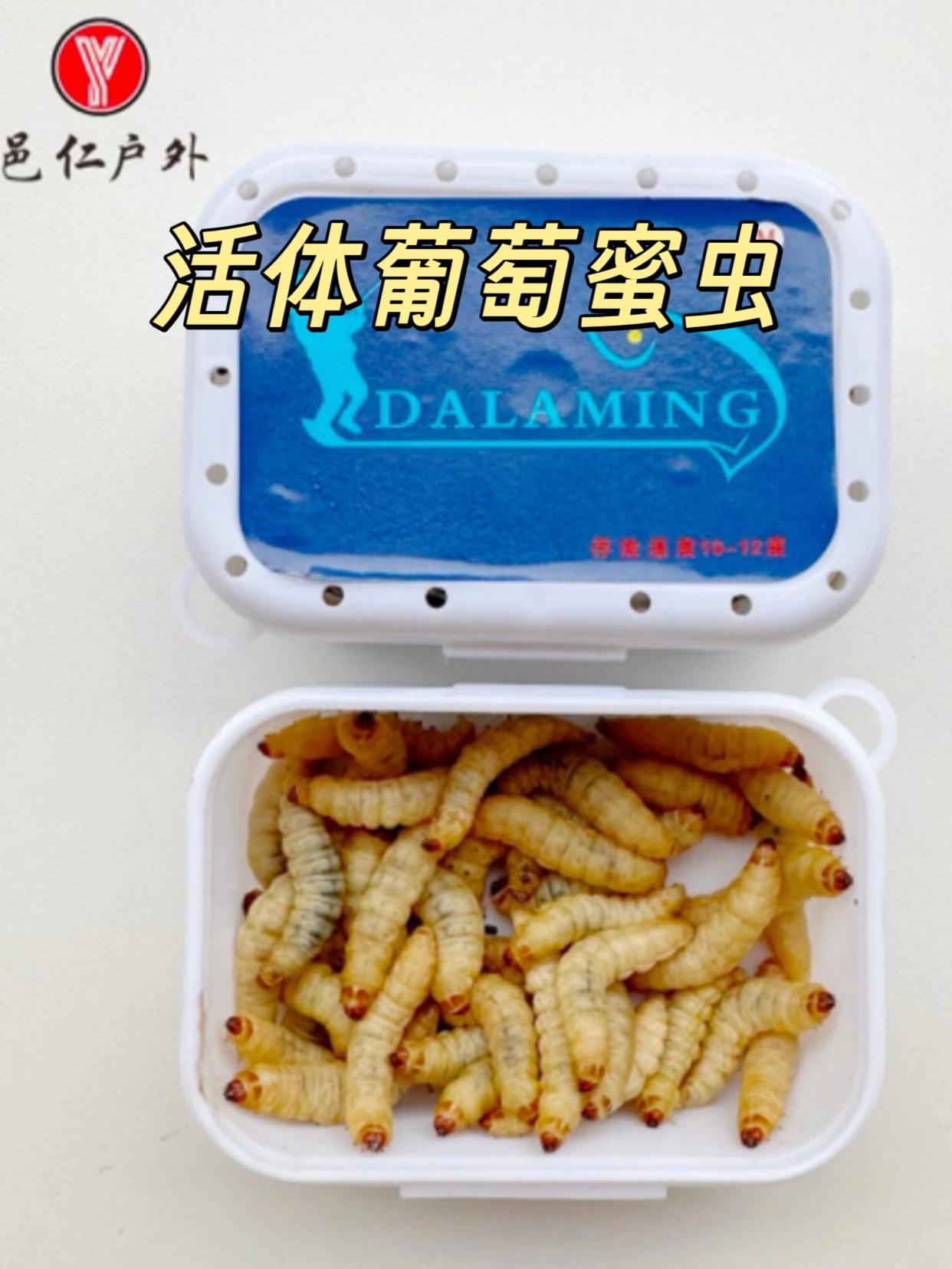 邑仁户外钓鱼鲜活玉米虫葡萄蜜虫钓鲫鱼鲤鱼喂蜜袋鼯鸟龟活虫饵