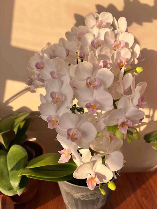 什么叫丰花型蝴蝶兰