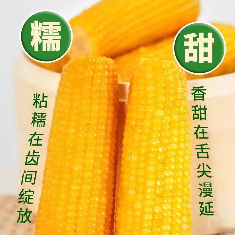 我找到了好吃的玉米，滴滴滴