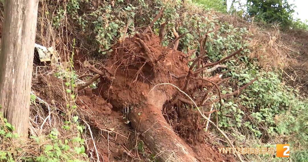 【突遇狂风暴雨！昆明一地十多棵大树连根倒伏砸坏大棚 ！暴雨、冰雹多预警齐发！未来