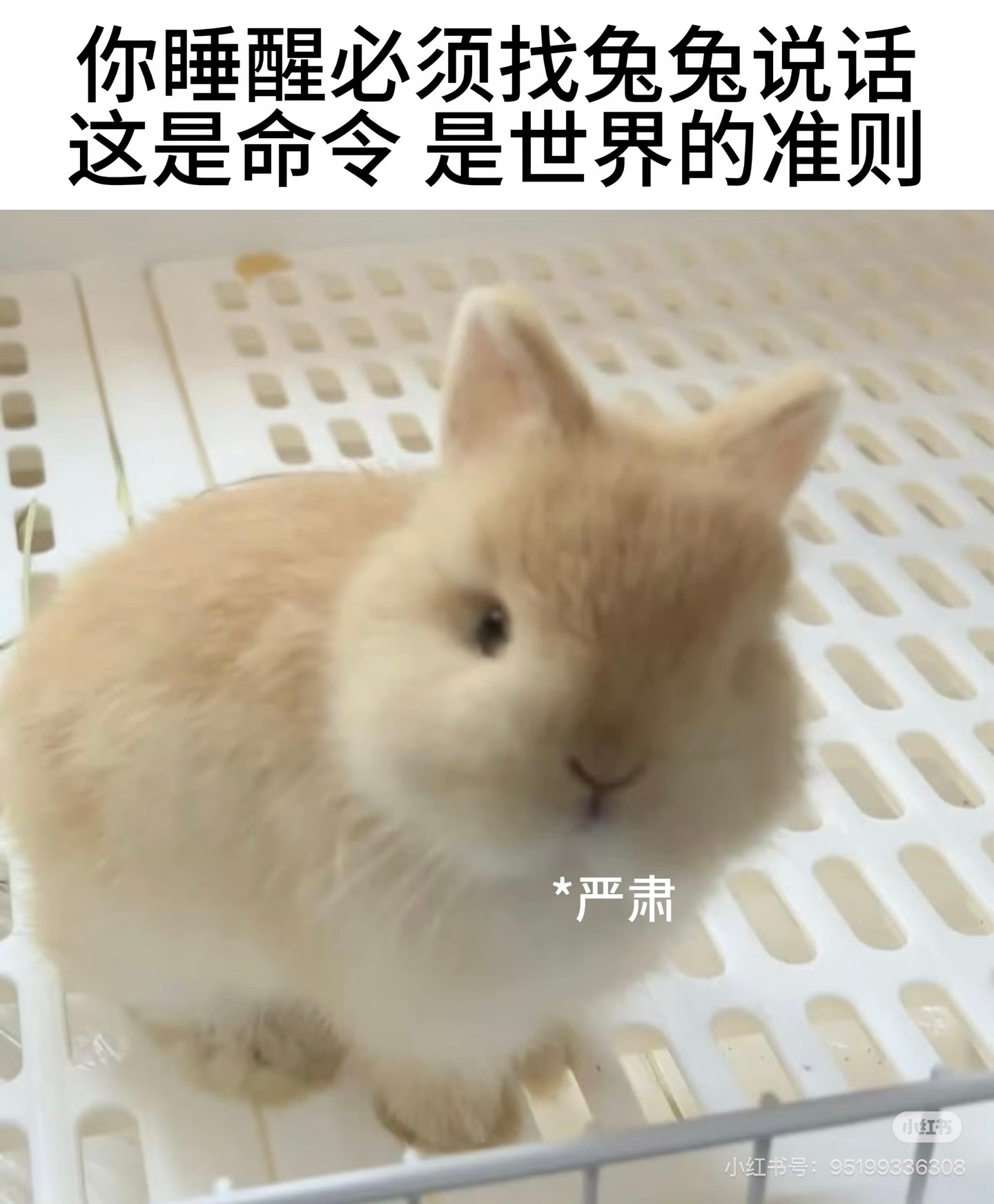 王瞬对笋羊 ​​​