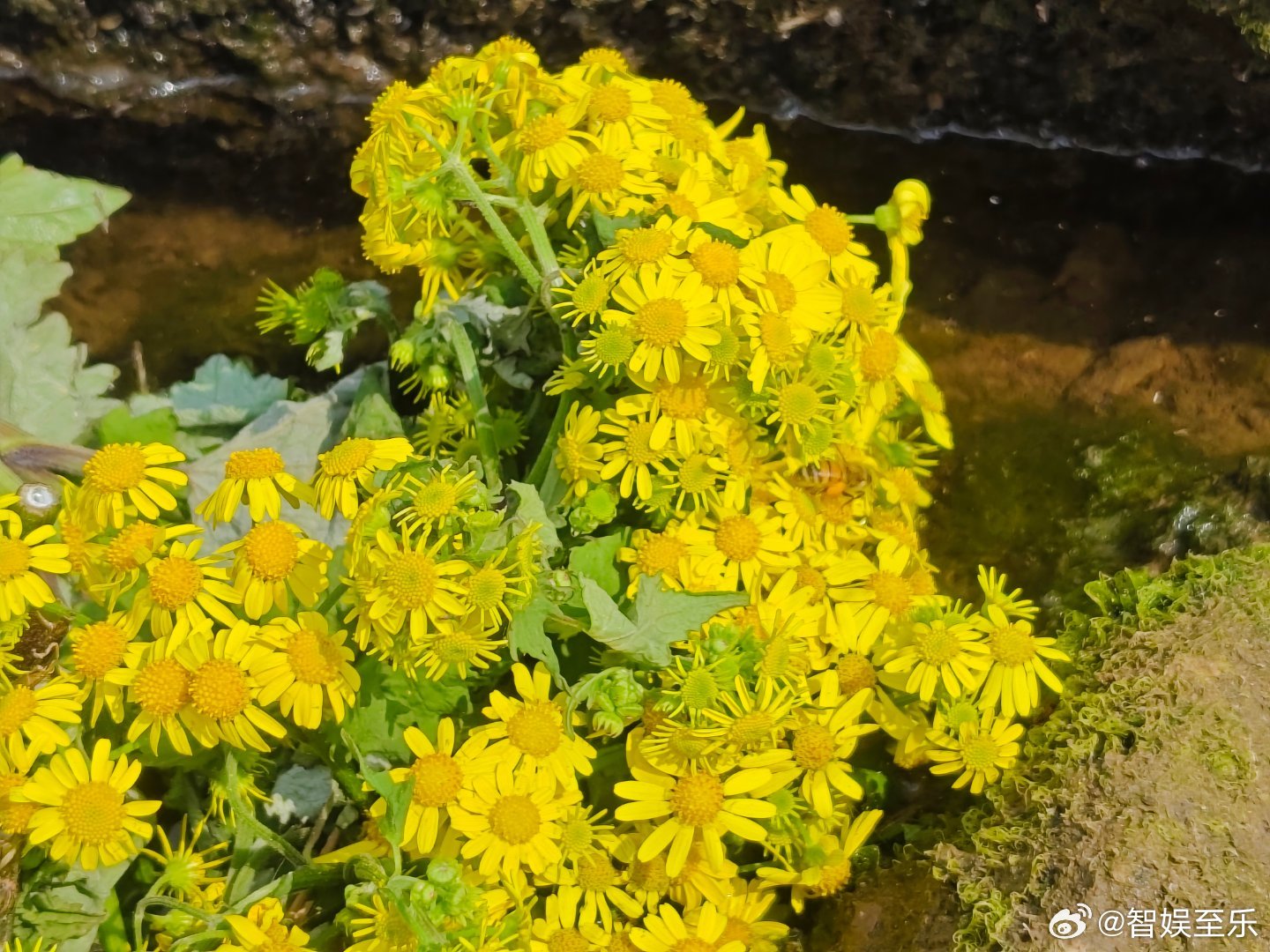 《有个古镇叫艾叶》麻辣鲜香各色美食诱人，蓝天白云更衬山水灵气，时髦新潮的生活方式