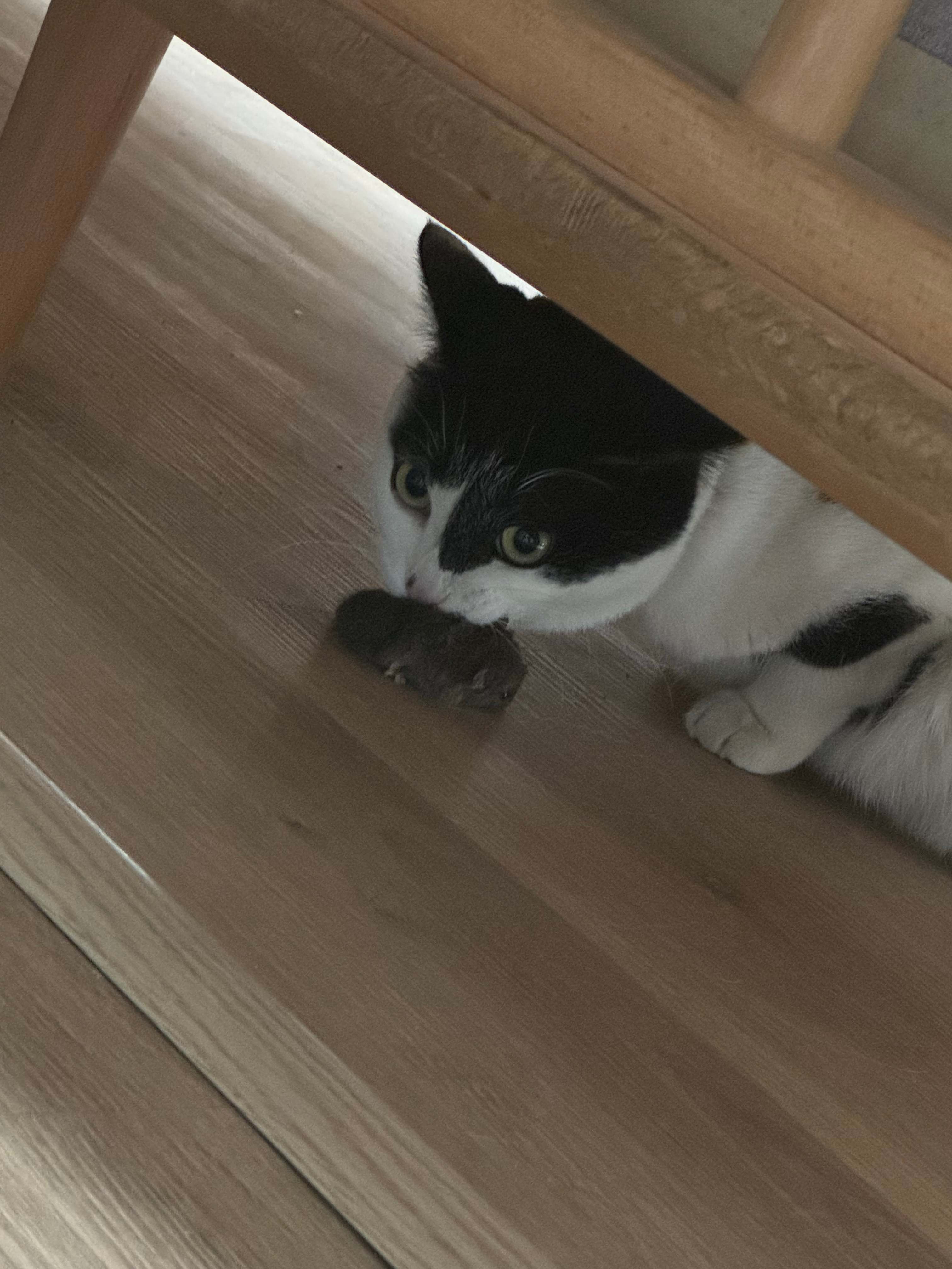 他抓到老鼠了啊啊啊啊啊啊 ​​​