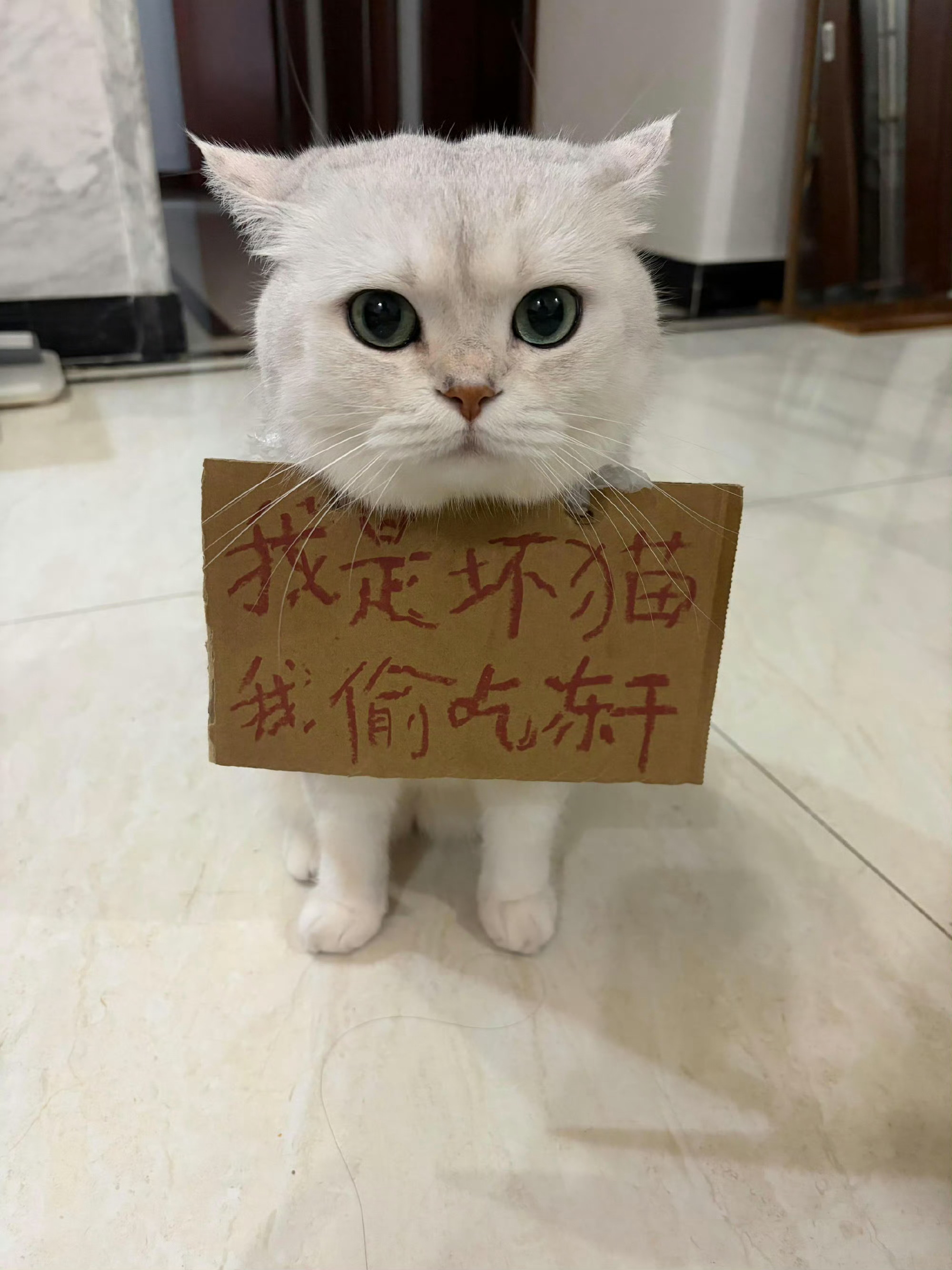坏猫，游网示众！ ​​​