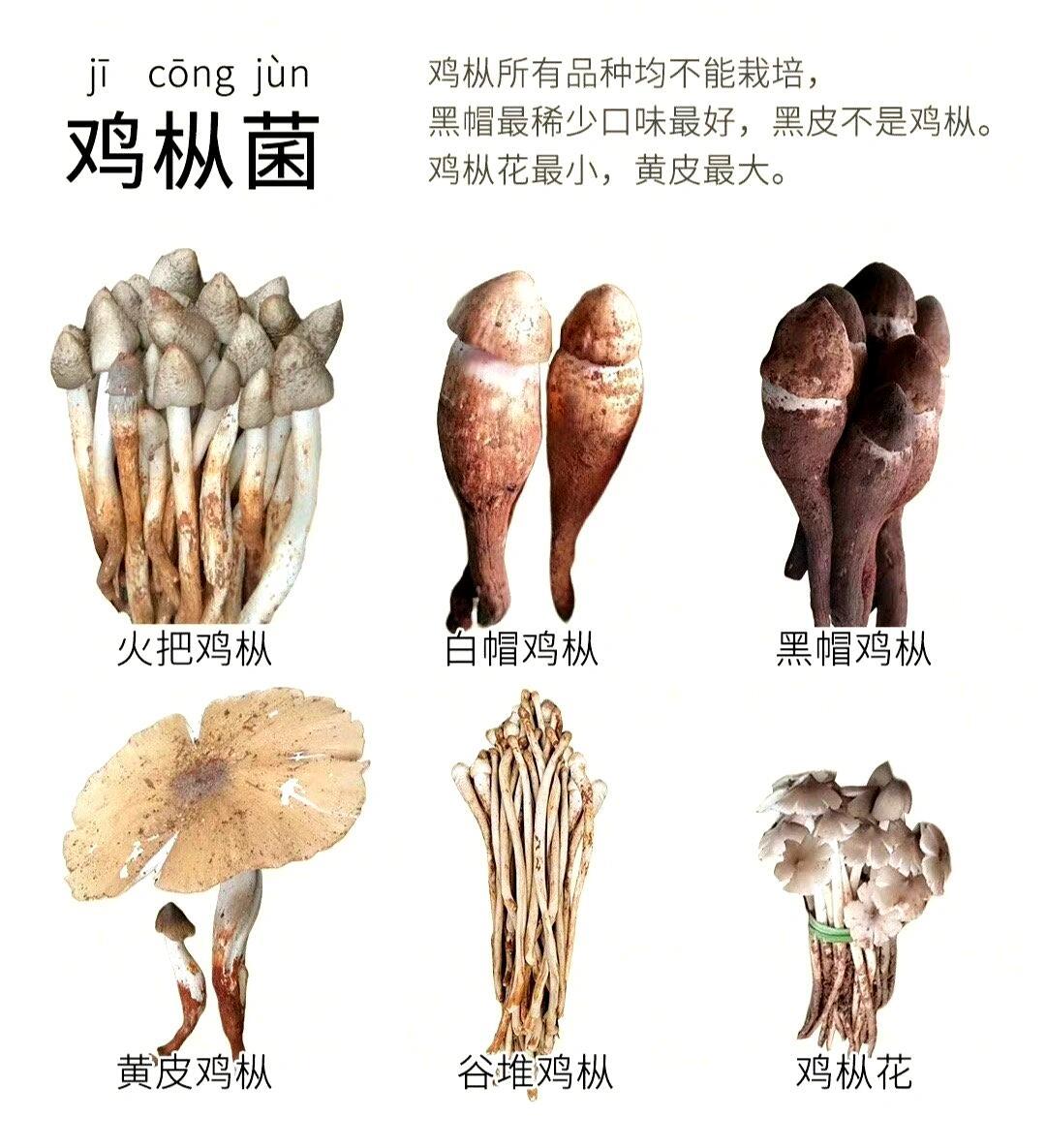 一些常见的“蘑菇”。🍄 