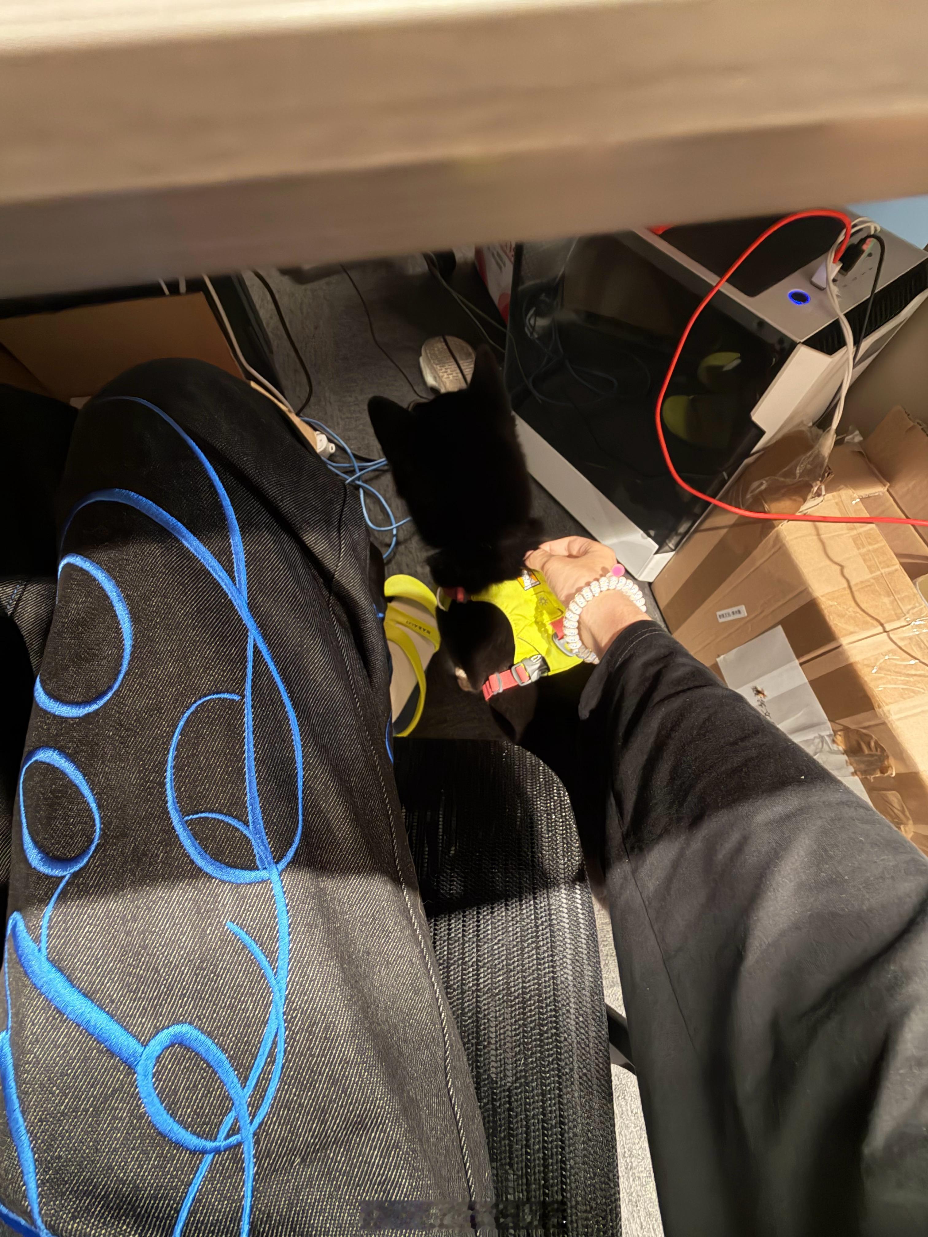 小狗小狗为什么这么可爱☺️在我身边显得更小一只了。 （头发就算是剪到了肩膀发质也