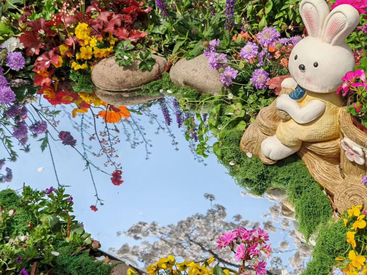 玉渊潭的樱花🌸好美，尤其小兔子倒影樱花🌸仙境般的美！还有樱花🌸与中央电视台