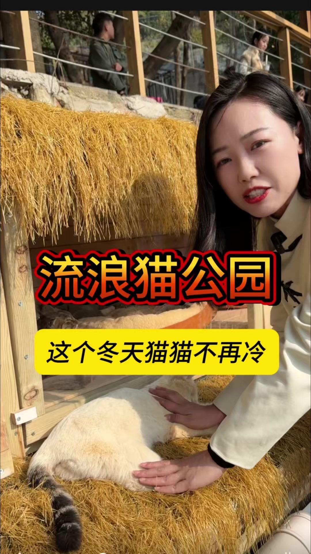 重庆除了8D魔幻和热辣火锅，还有座流浪猫的江景公园。

🌿全国首家流浪猫主题公