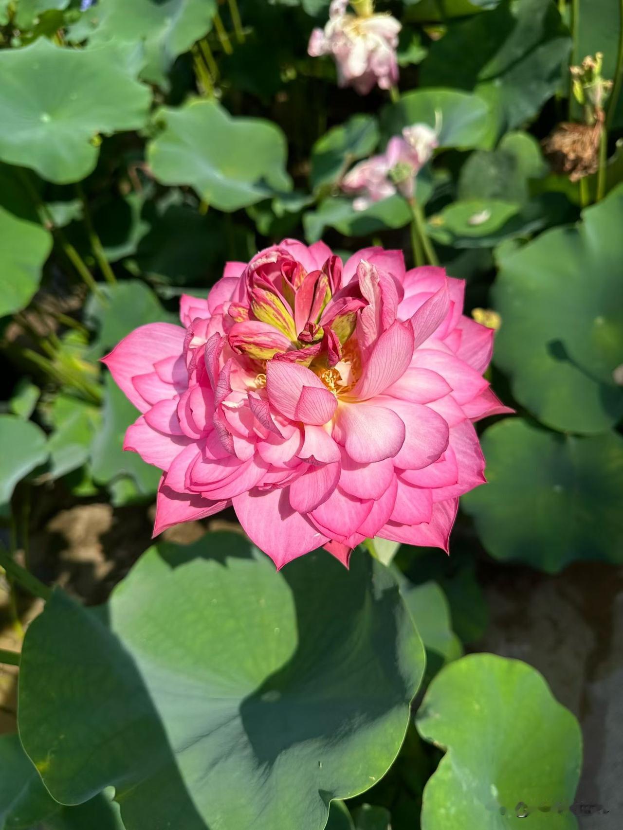 这荷花开的也太美了吧😄😄😄😄