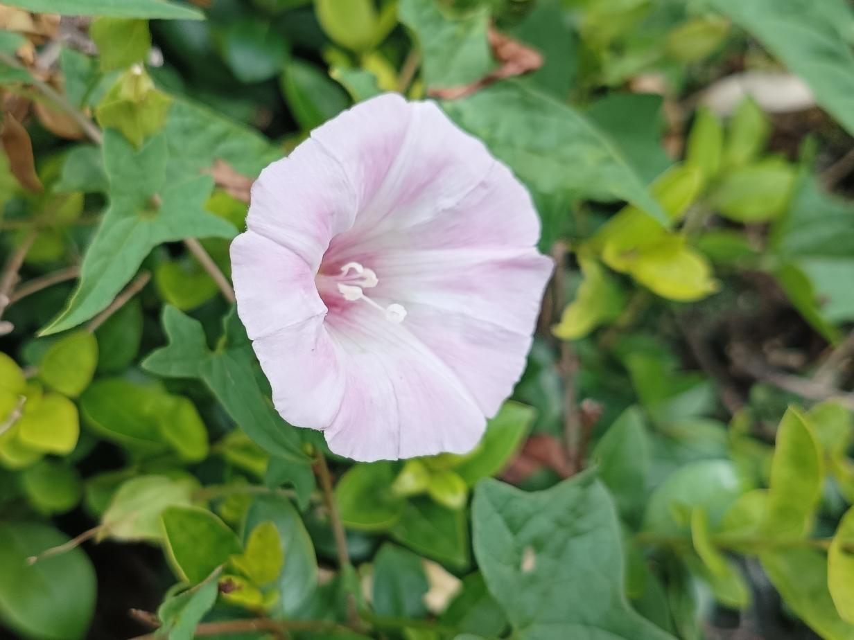 园中喇叭花肆意盛放，开得热烈又温柔。
花开花落四季往复，岁岁如期而至，可今夏再看
