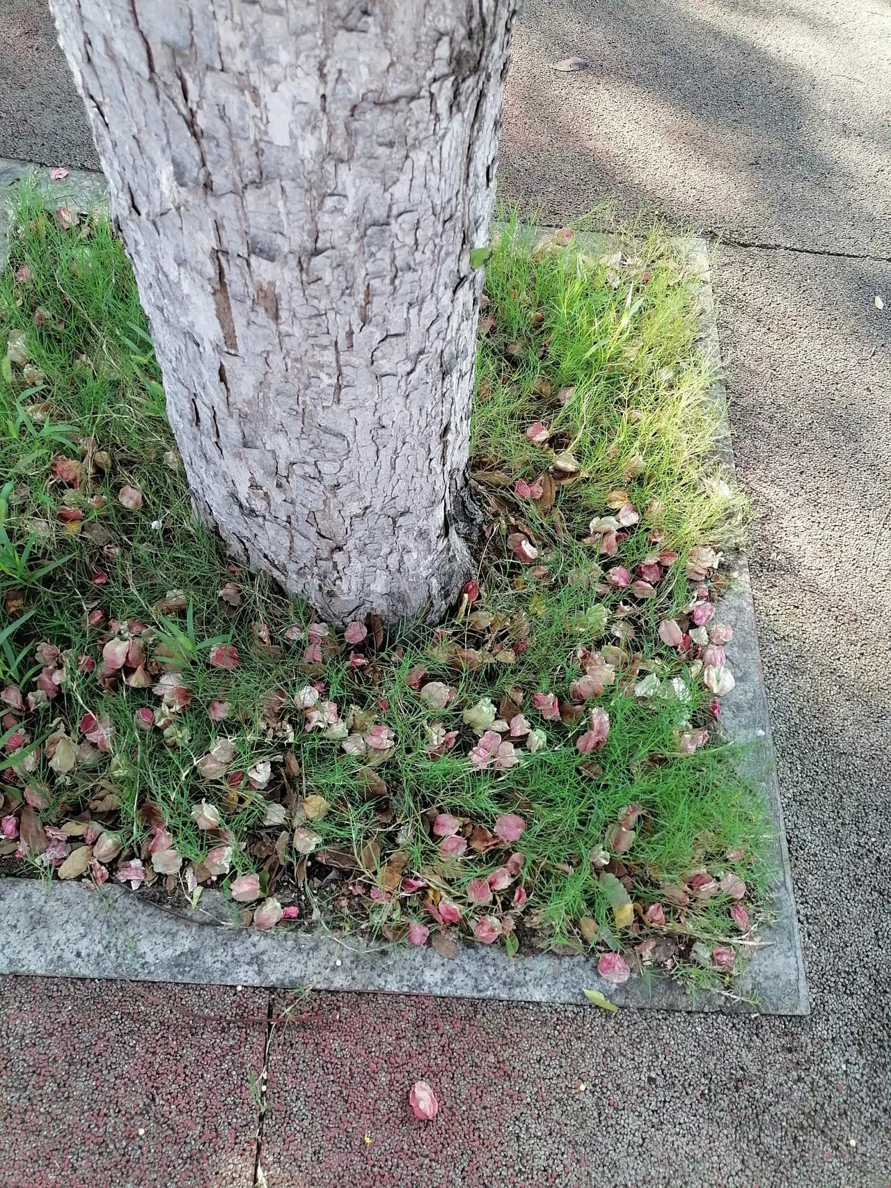 晒图笔记大赛再不发图就没有了