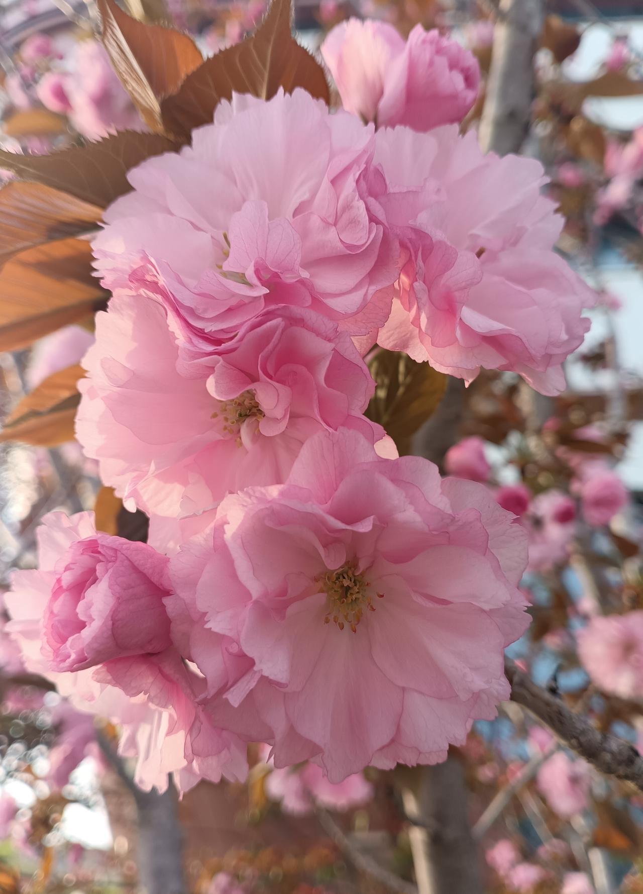 满树关山樱如云似霞，粉染枝头，撞进了温柔的春光里。