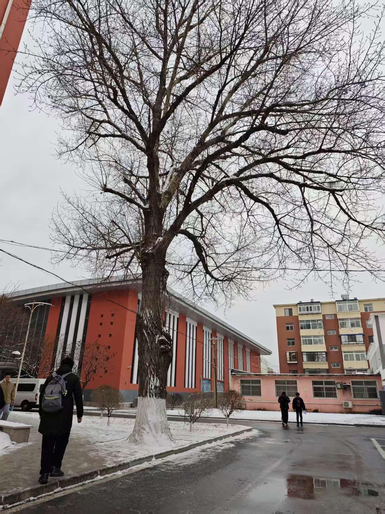 冬日清寂

午后，信步而行，便撞见了这一树的清寂。

那是一棵上了年岁的大树，在