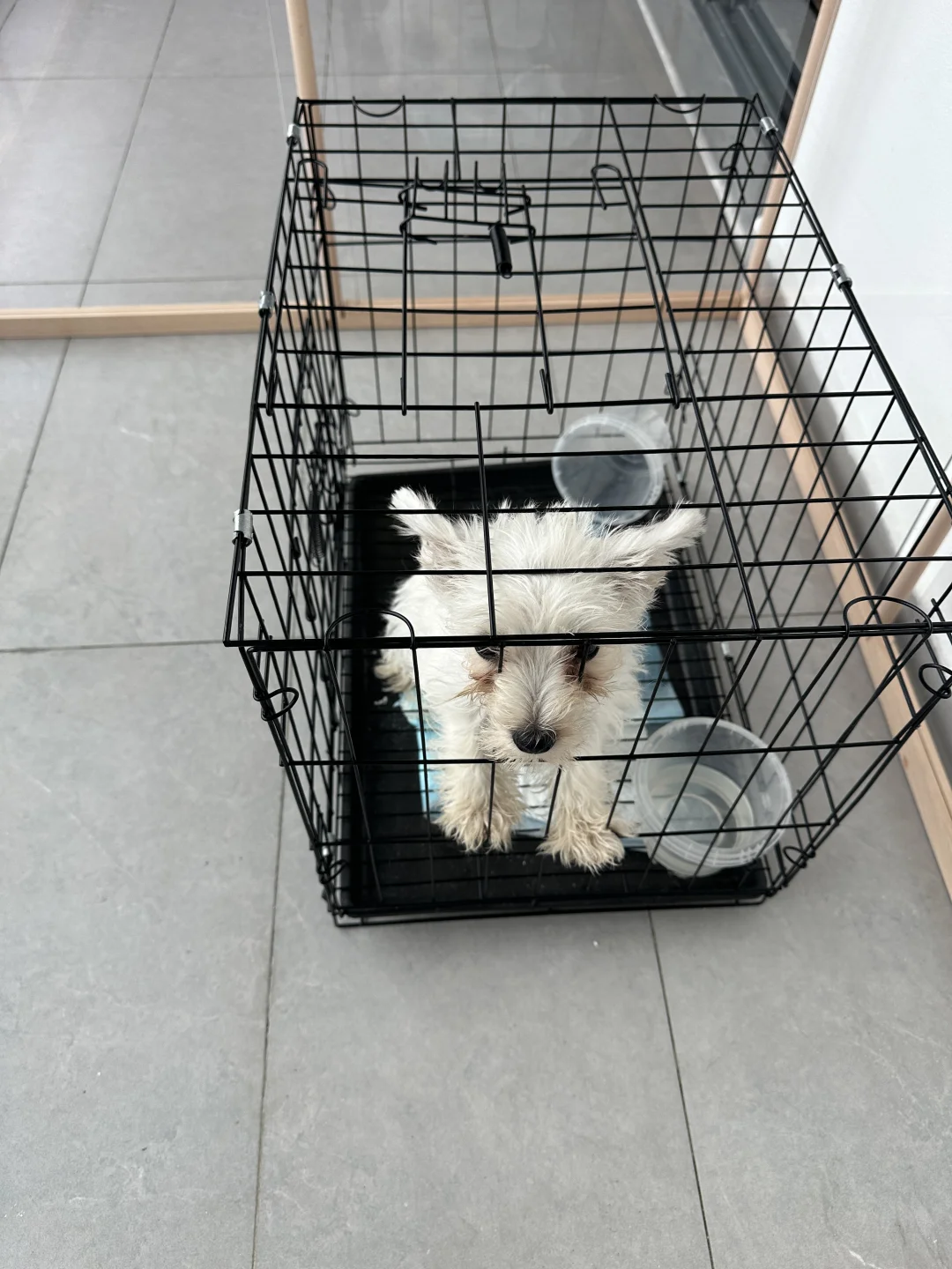 西高地是纯种的！！！