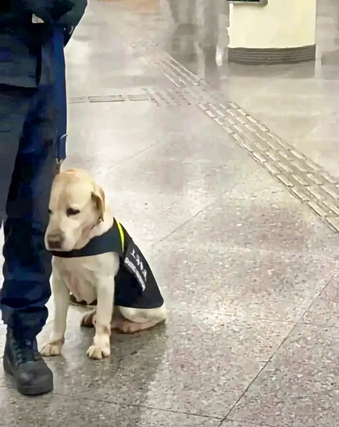 事实证明没有任何一种生物喜欢上班，小狗狗：委屈屈，累得想贴贴。