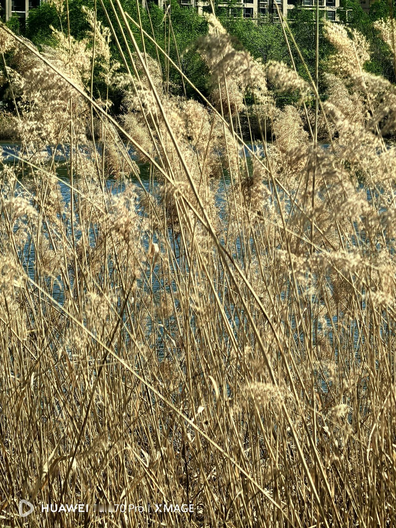 在这个世界上，想走捷径的人肯定不少，而且都是聪明人。

今天，在头条浏览发现苗京