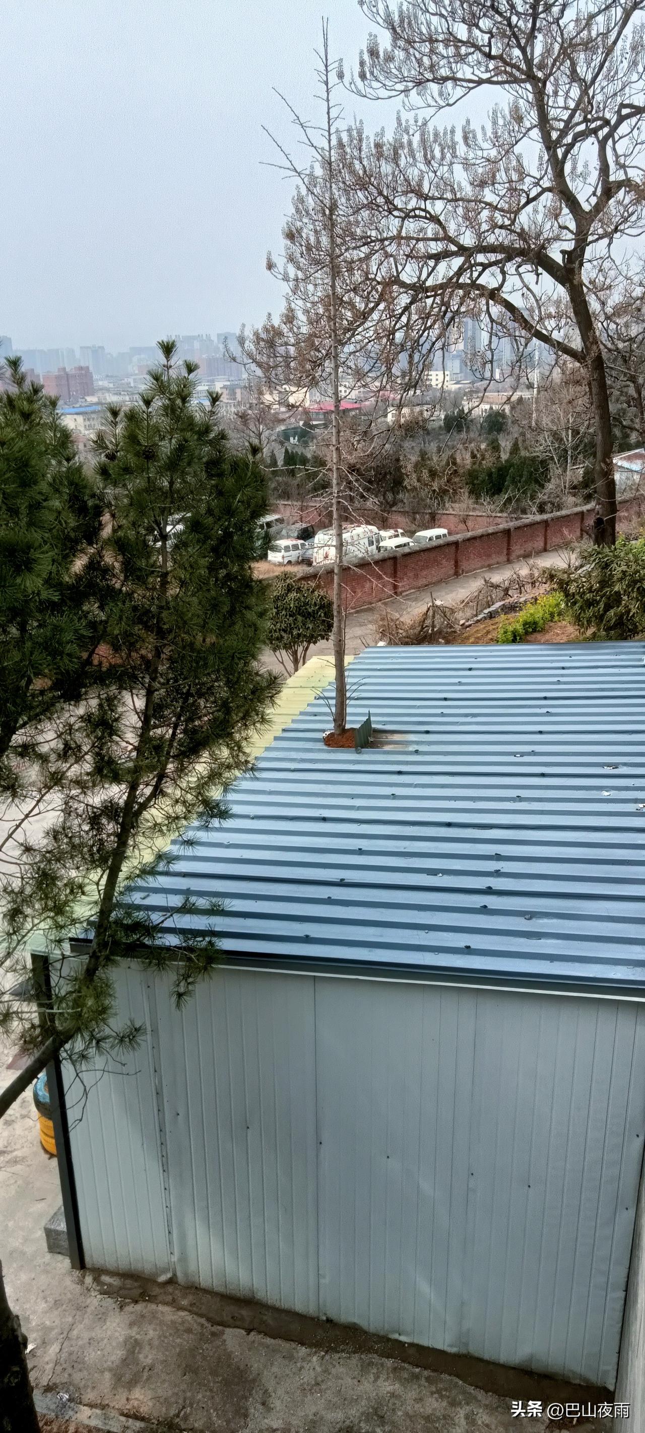 树界“卷王”实锤了🤣
 
今天下楼差点惊掉下巴！这棵树是嫌地上太卷，直接在彩钢