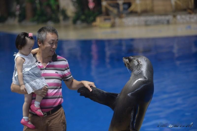 你能想象吗？网上疯传的“男子海洋馆内抽烟被白鲸喷水”视频，背后竟藏着大秘密！视频