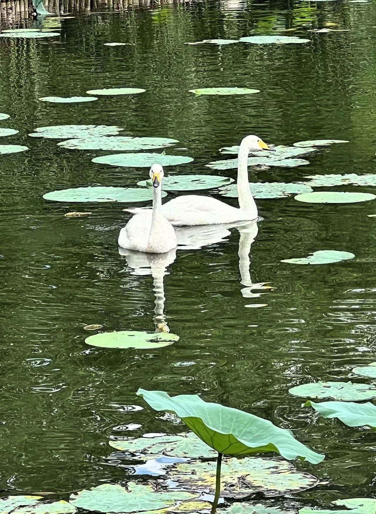 【原创】夏日里优雅的白天鹅在荷叶间悠然自得，宛如一幅静谧的画卷。