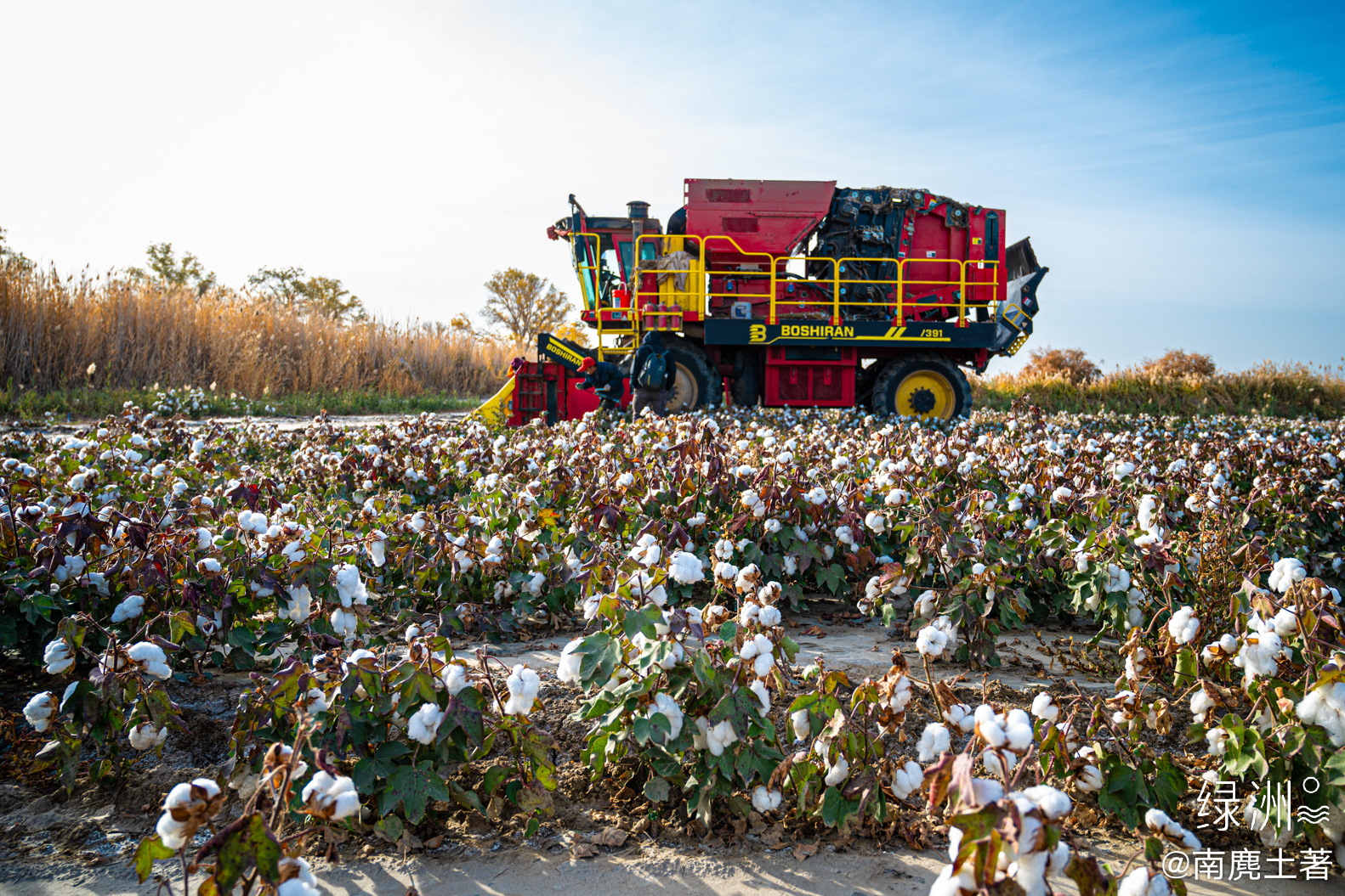 采棉机 新疆｜巴州#大美新疆#  