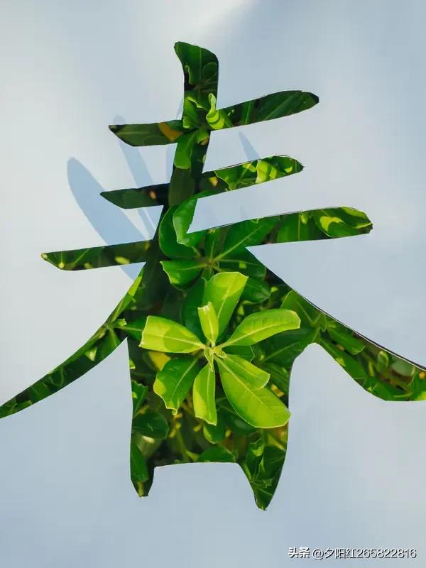 《春意》
春意悄悄爬上枝头，
似一抹柔软的轻绸。
唤醒沉睡中的冻土，
让希望在缝