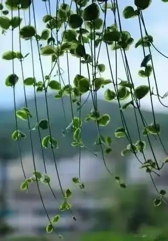 突然被人民日报这段话治愈了:“昨天年轻， 那是年龄， 今天年轻， 那是心态， 天