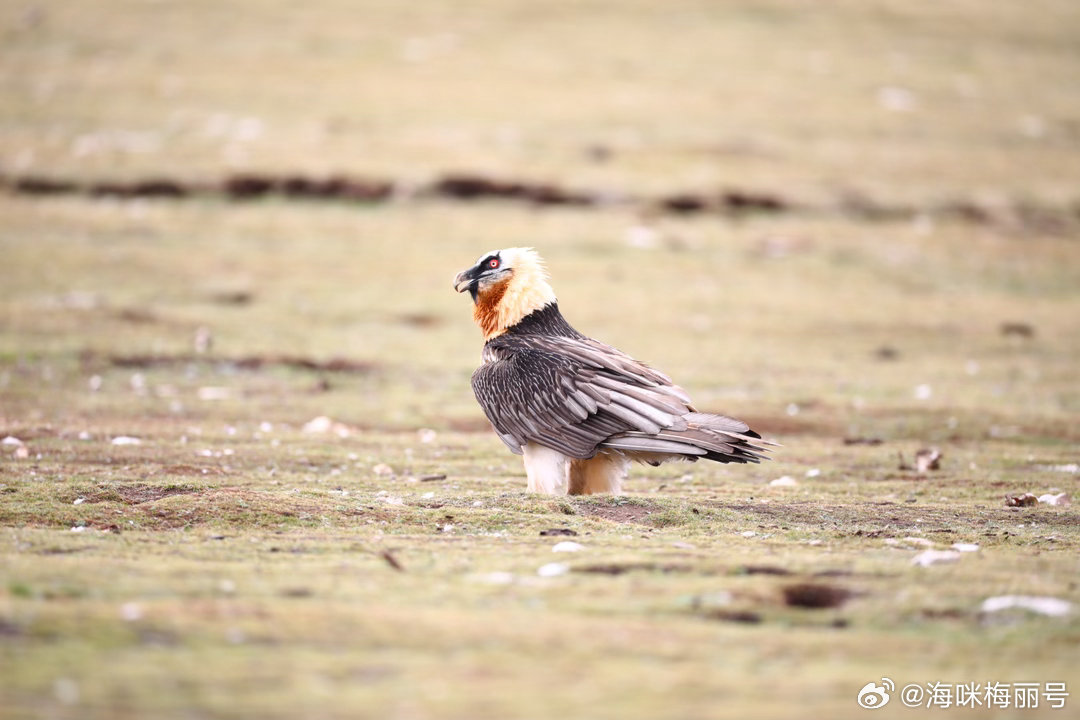 壮美扎溪卡定格好石光 成都启幕盛典圆满举行，壮美扎溪卡国际摄影赛正式启动，邀全球