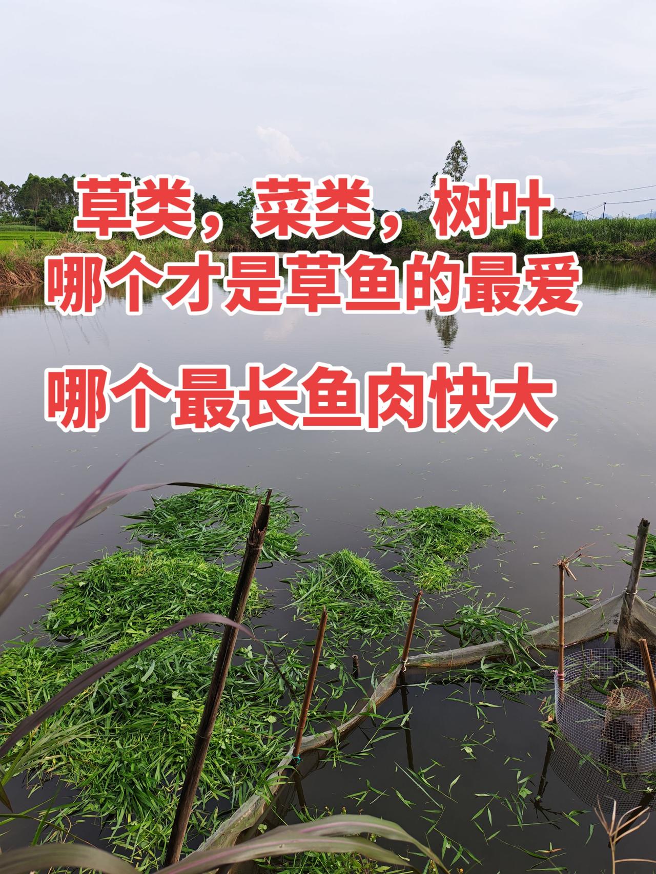 谁知道草类跟菜类和树叶，哪个养草鱼最快的？养鱼 养鱼日记 农村生活 草鱼