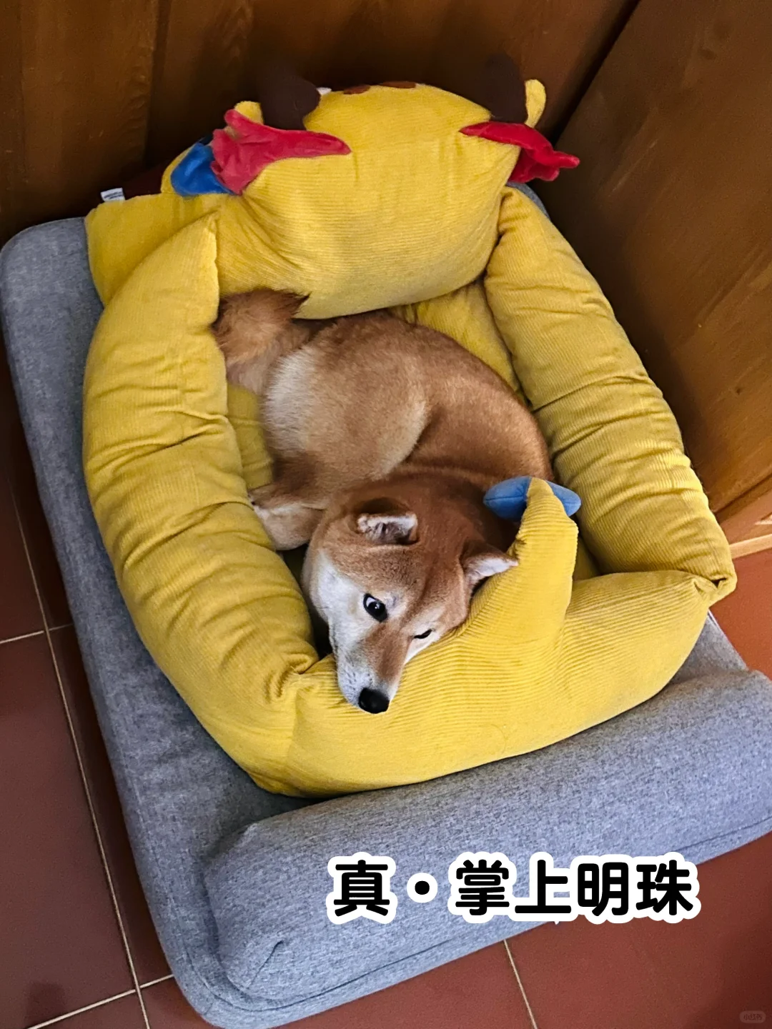 两张图看清小狗家庭地位