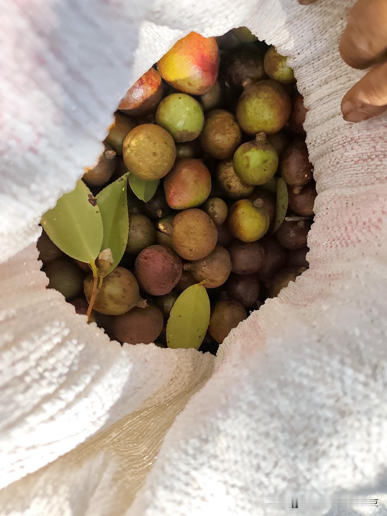 湖南高山老品种山茶油，一天一个人，能捡个50斤茶果，这种树都很高，一般老年人都爬