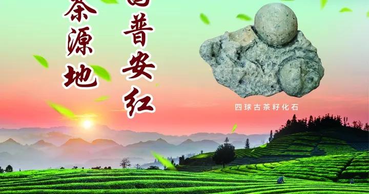 世界茶源地 中国普安红｜公益广告