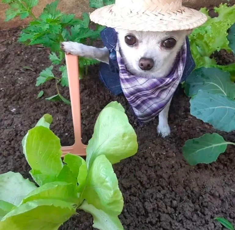 种地时候的徐振轩 