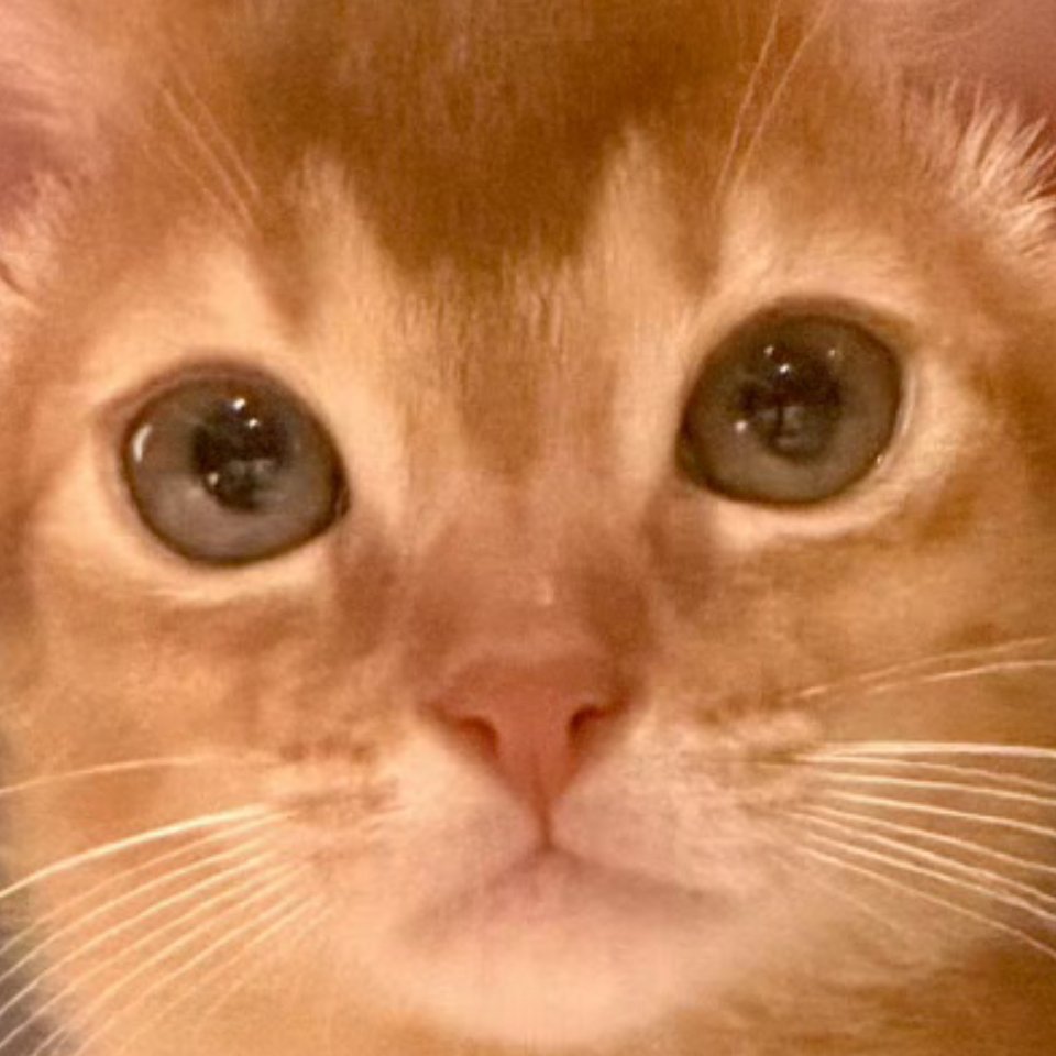 发现小十一脑门上还有一只小猫