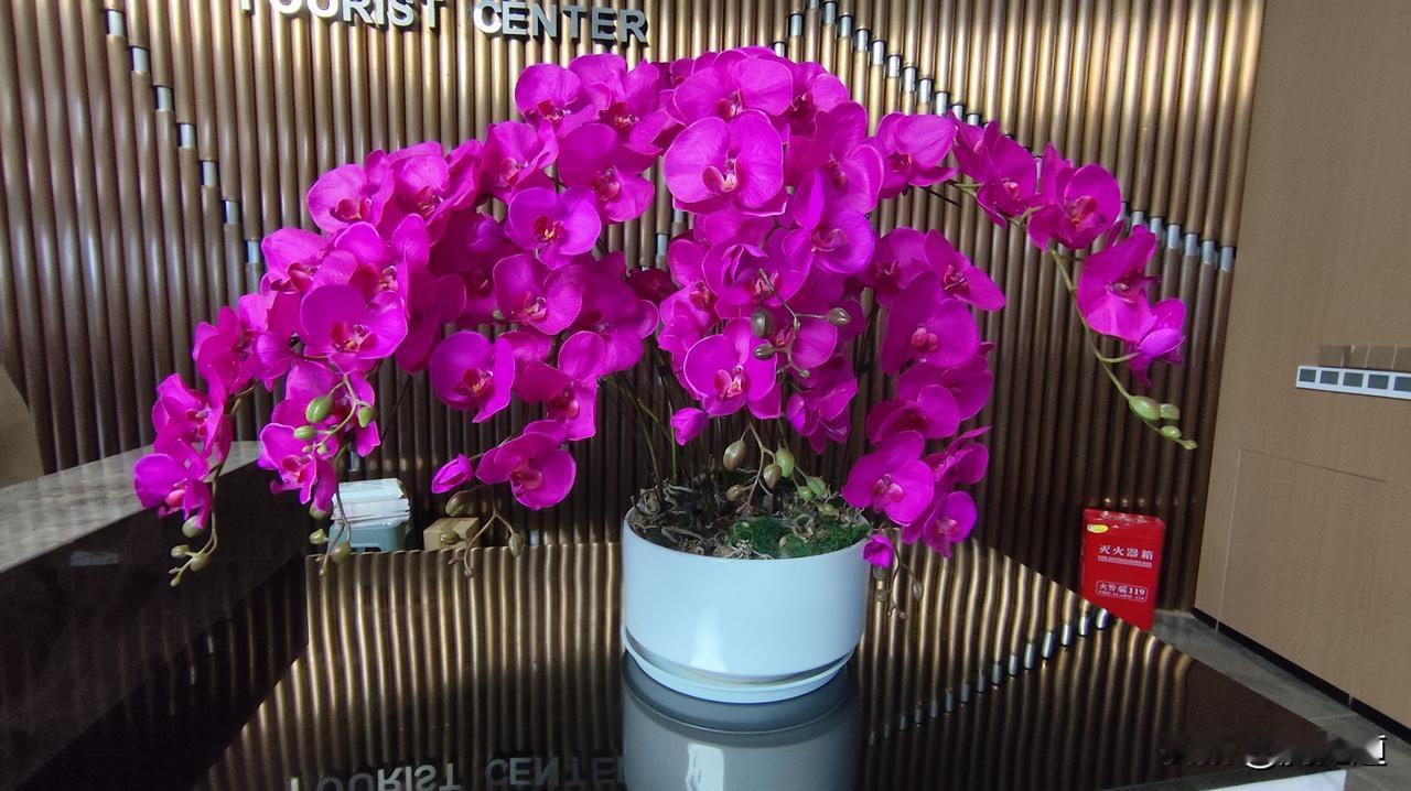 晒一晒相册里的花盛开的鲜花蝴蝶兰