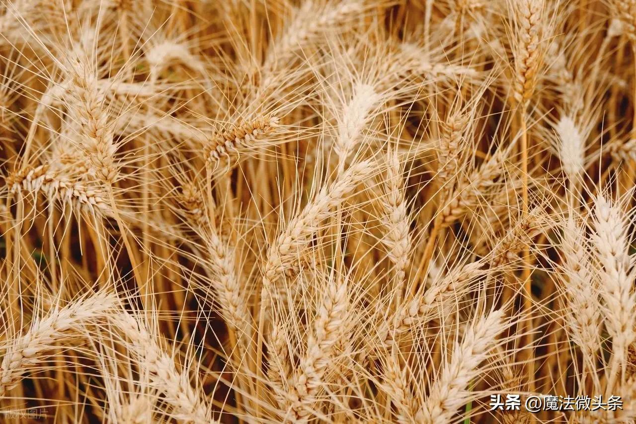 小麦一夜涨更猛了！小麦全面涨价已经势不可挡！3月14日小麦报价小麦收购行情 小麦