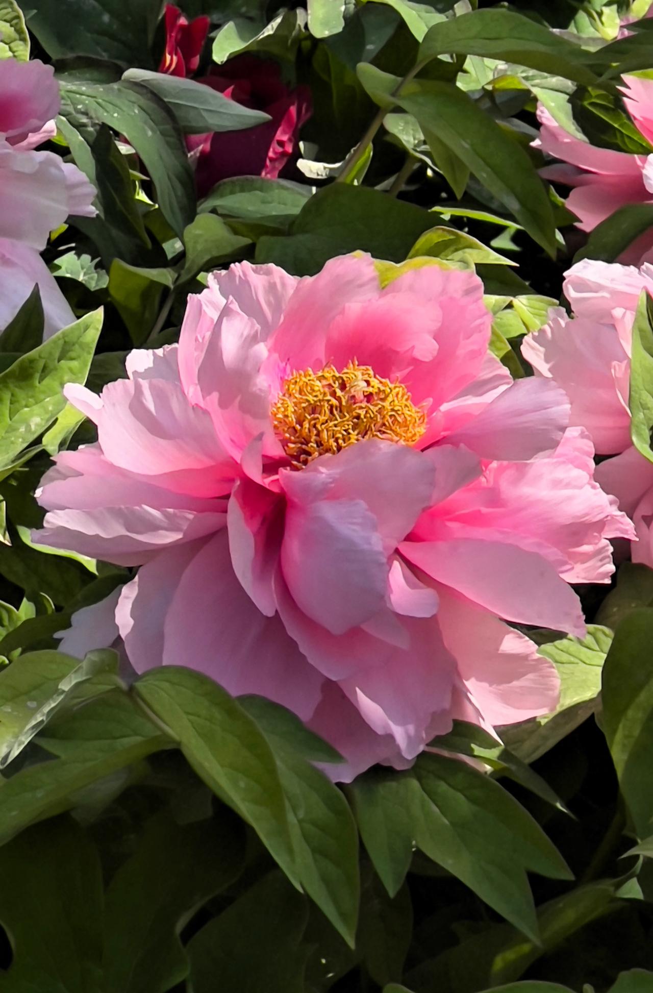 阳光下的粉色牡丹花，简直是春天里的梦幻仙子。这是我在太阳宫天姿花园里拍摄到的粉白