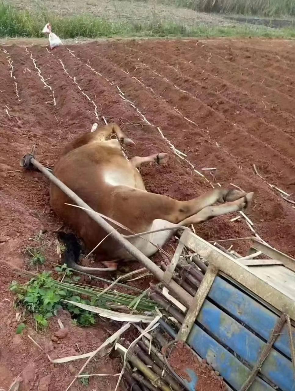 花钱请人照顾，我也想过，一是收入不高，固定支出又多，负担不起。二是，有个外人在家