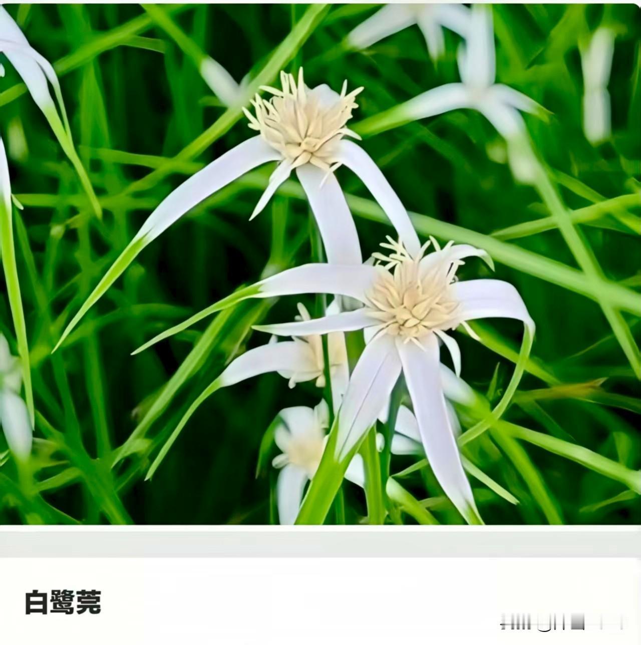 下面这种植物竟然与白鹭(鸟)
扯上了关系！
这种植物(图一)叫白鹭莞(莞
读 g