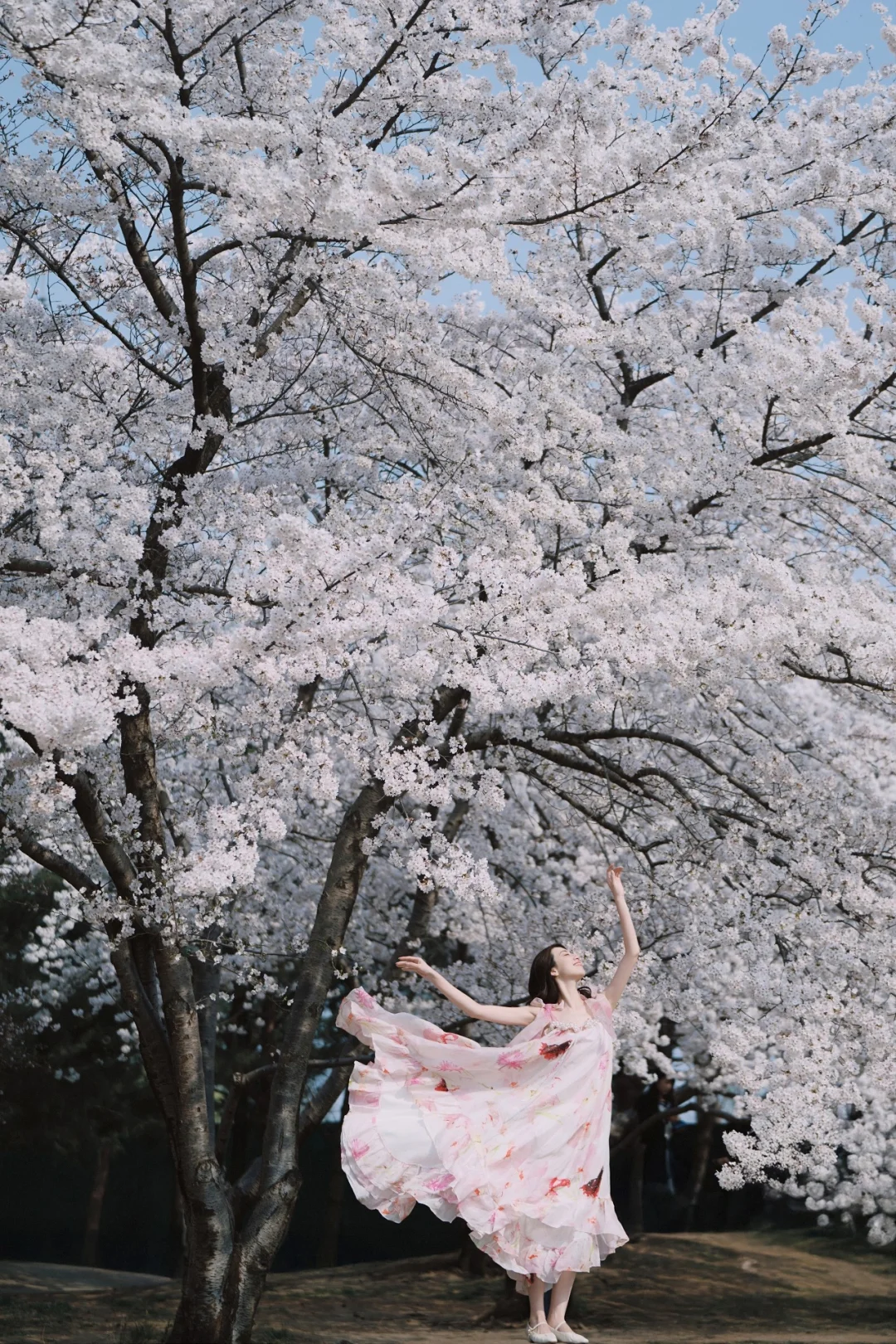 🌸北京星河湾樱花｜花期倒计时 冲！