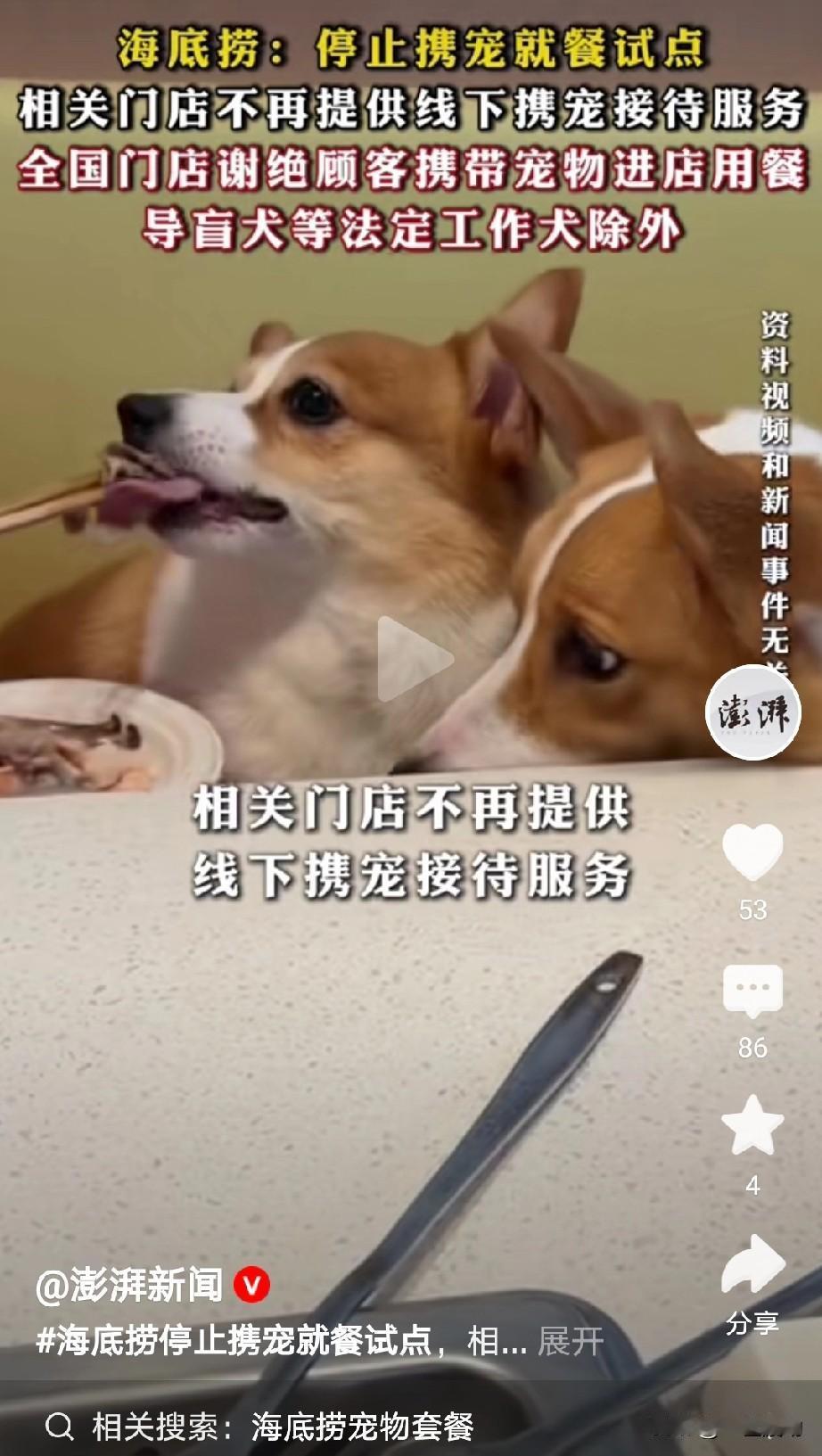 事实证明，宠物友好餐厅根本没有前途，带宠物用餐的人的需求，绝对不是标明宠物友好的