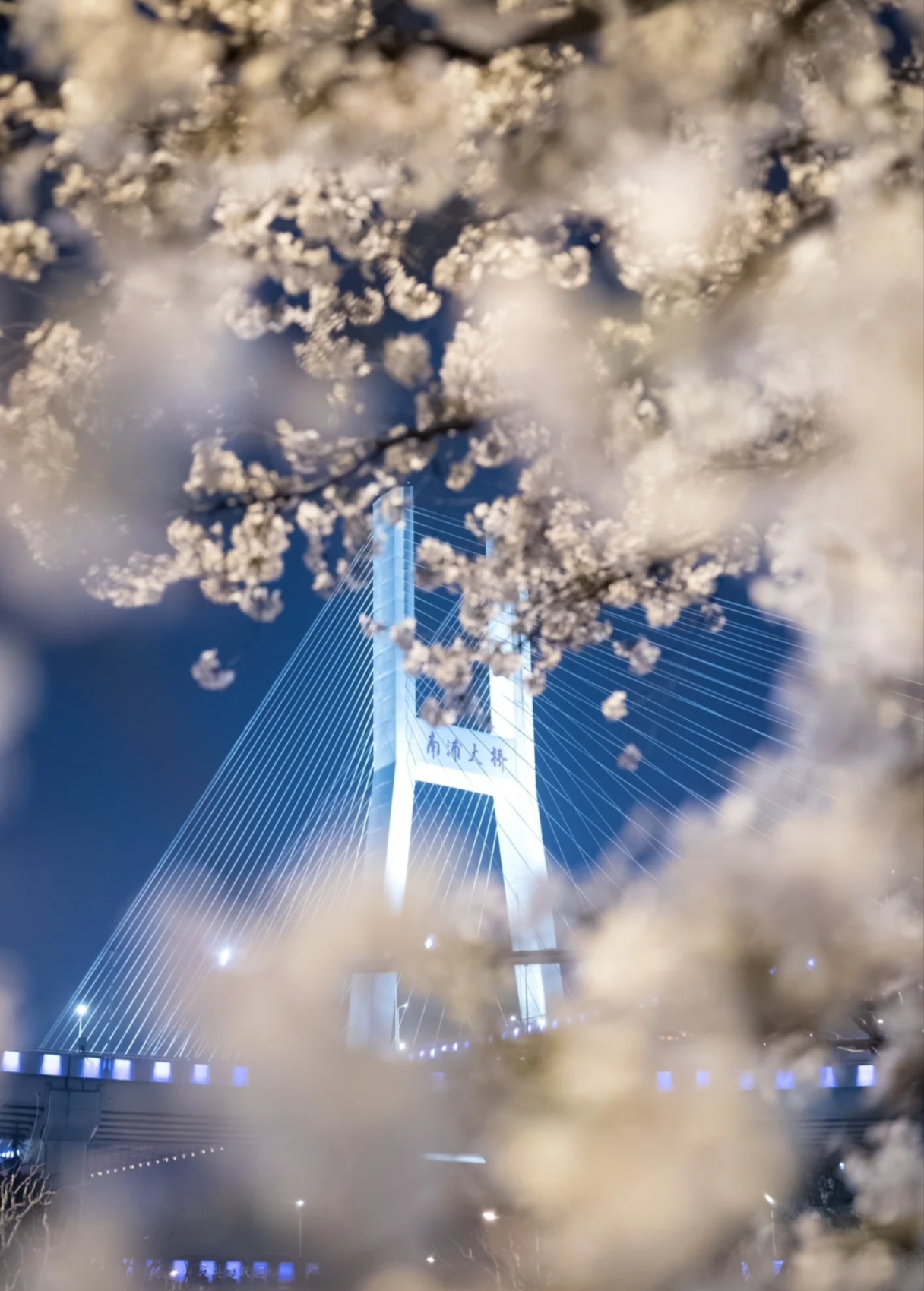 真的是春观夜樱了 