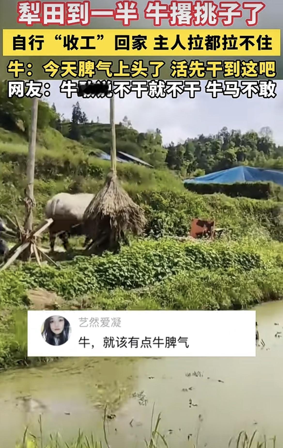 牛，就该有牛脾气！
牛：今天脾气上头了 活先干到这吧，
网友：牛敢说不干就不干，