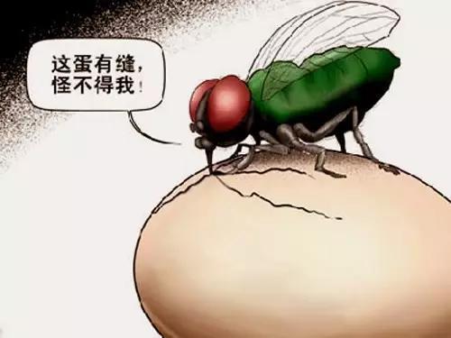 苍蝇不叮无缝的蛋