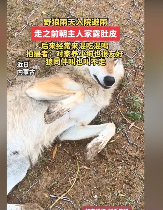 笑不活了！内蒙古，一只野狼下雨天跑进一户人家院子躲雨，谁知临走还对着人翻肚皮示好