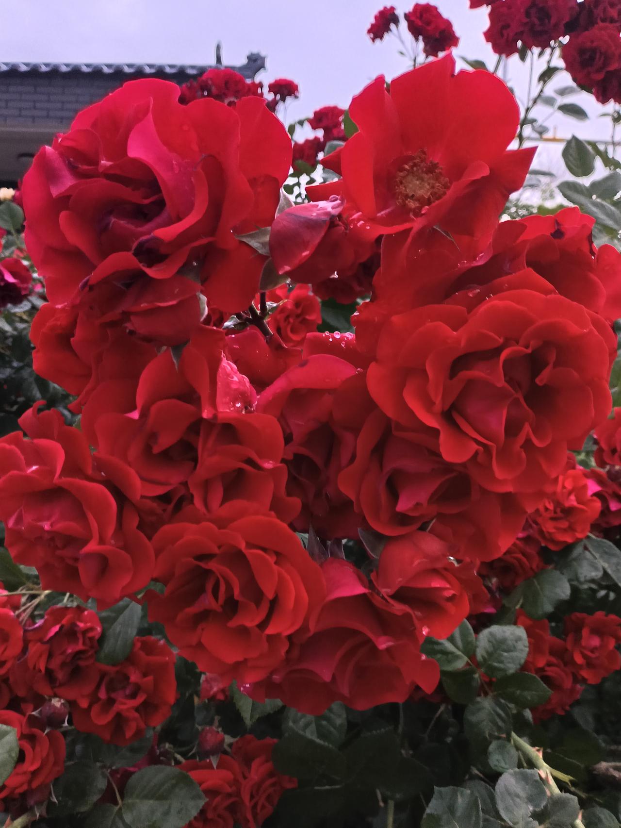 红花迷人的季节
鲜艳夺目的红玫瑰
红色迷人的朵朵开
停留闻着芬芳馥郁
欣赏沿途的