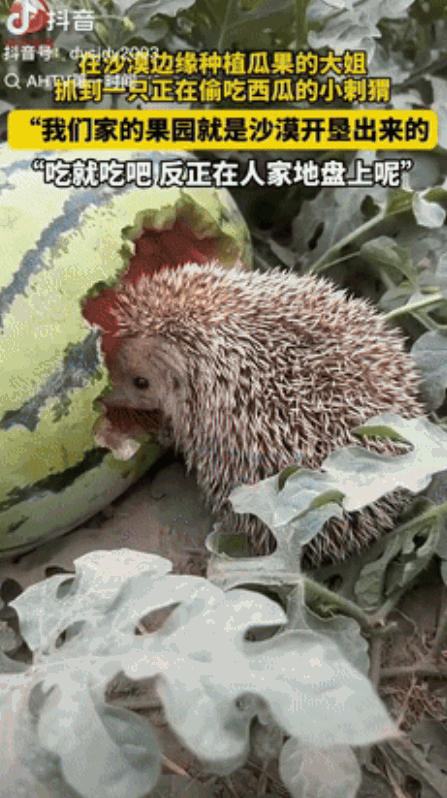 “格局打开了！”7月8日报道，新疆一女子在沙漠边缘种植瓜果，去地里检查瓜果时，抓