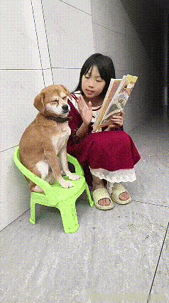 看这段视频，小女孩正认认真真给狗狗讲故事呢。狗狗乖乖坐在小椅子上，眯着眼一脸无奈