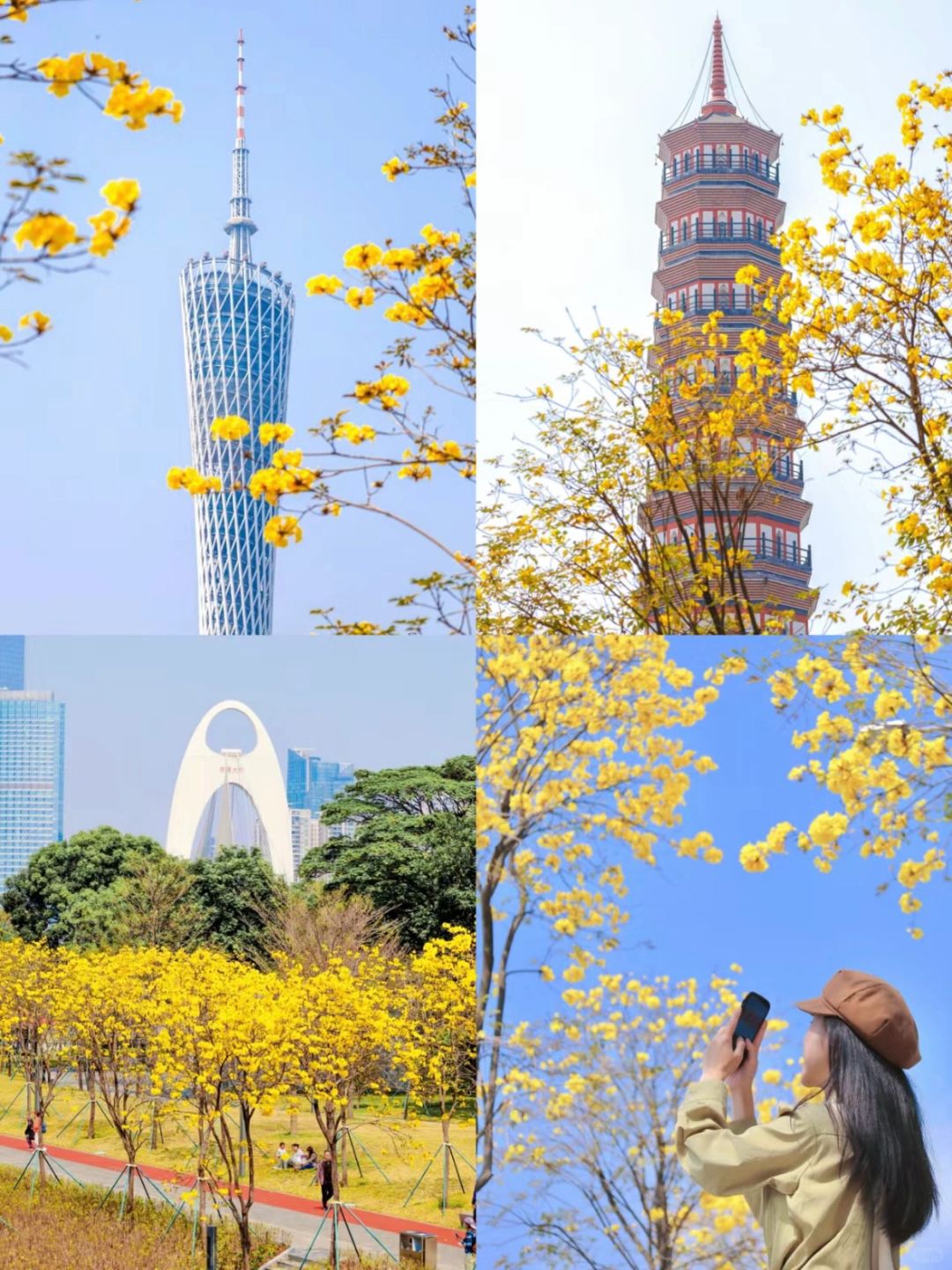 广州黄花风铃木开啦🌼这3个地方机位很赞📷