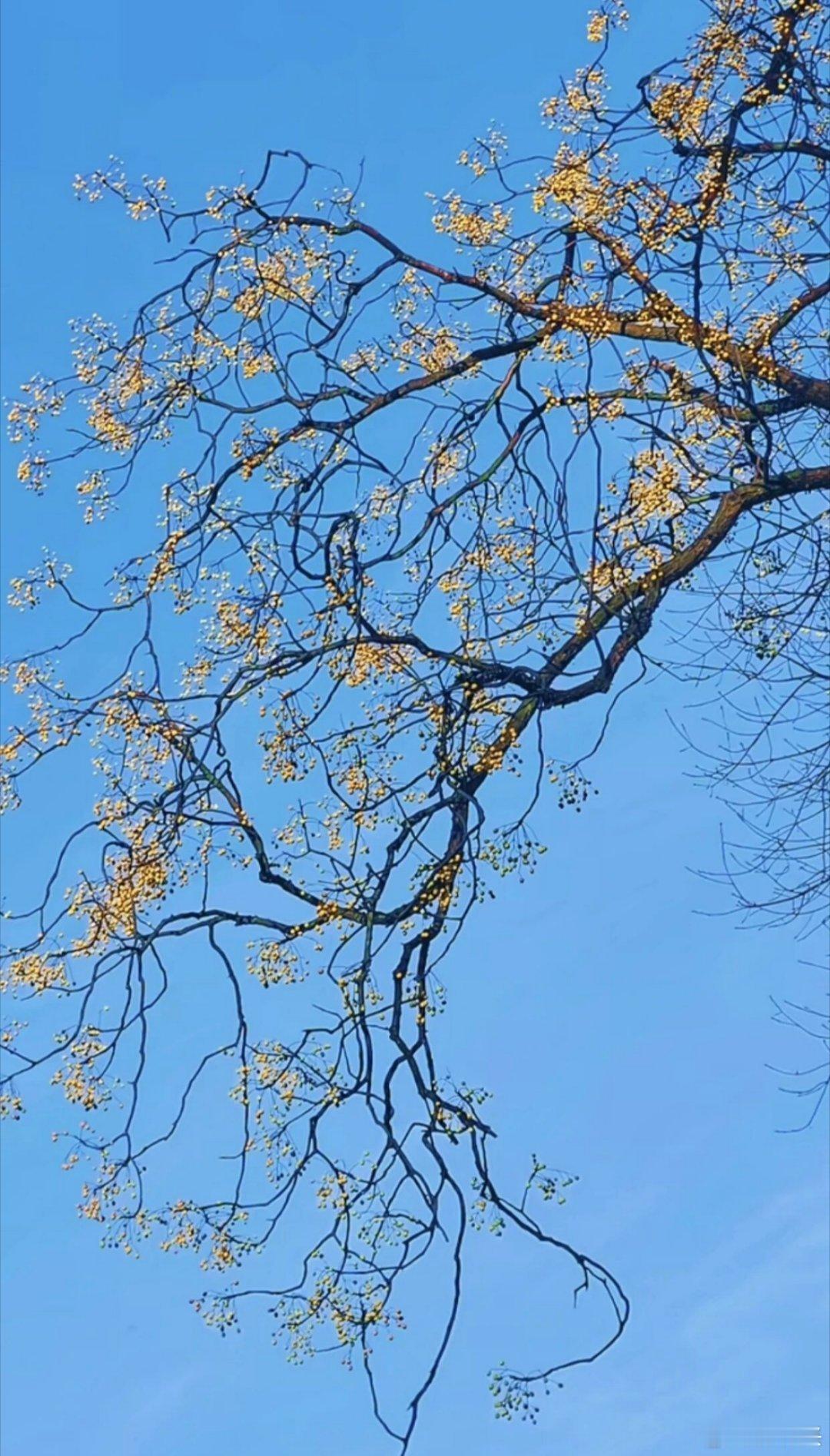 冬天， 一半萧瑟一半静美。 