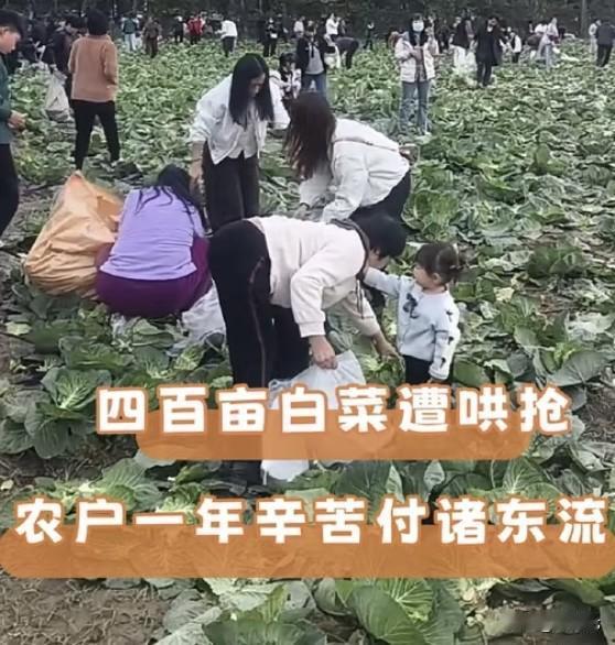1条谣言+地方媒体转发‼️800人哄抢内蒙古200亩白菜，菜农损失百万元
一条网